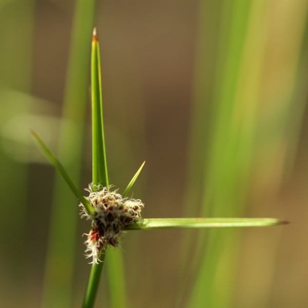 Cyperus gymnocaulos